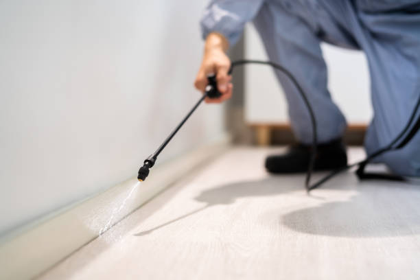 Licensed Wasp Removal service in Hamlin, WV - Show Me Pest Control